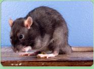 rat control Widnes