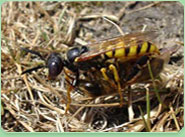 wasp control Widnes