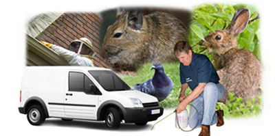 Widnes local van